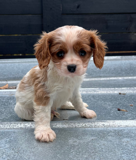 Male cavapoo (King Charles cavalier/poodle)
