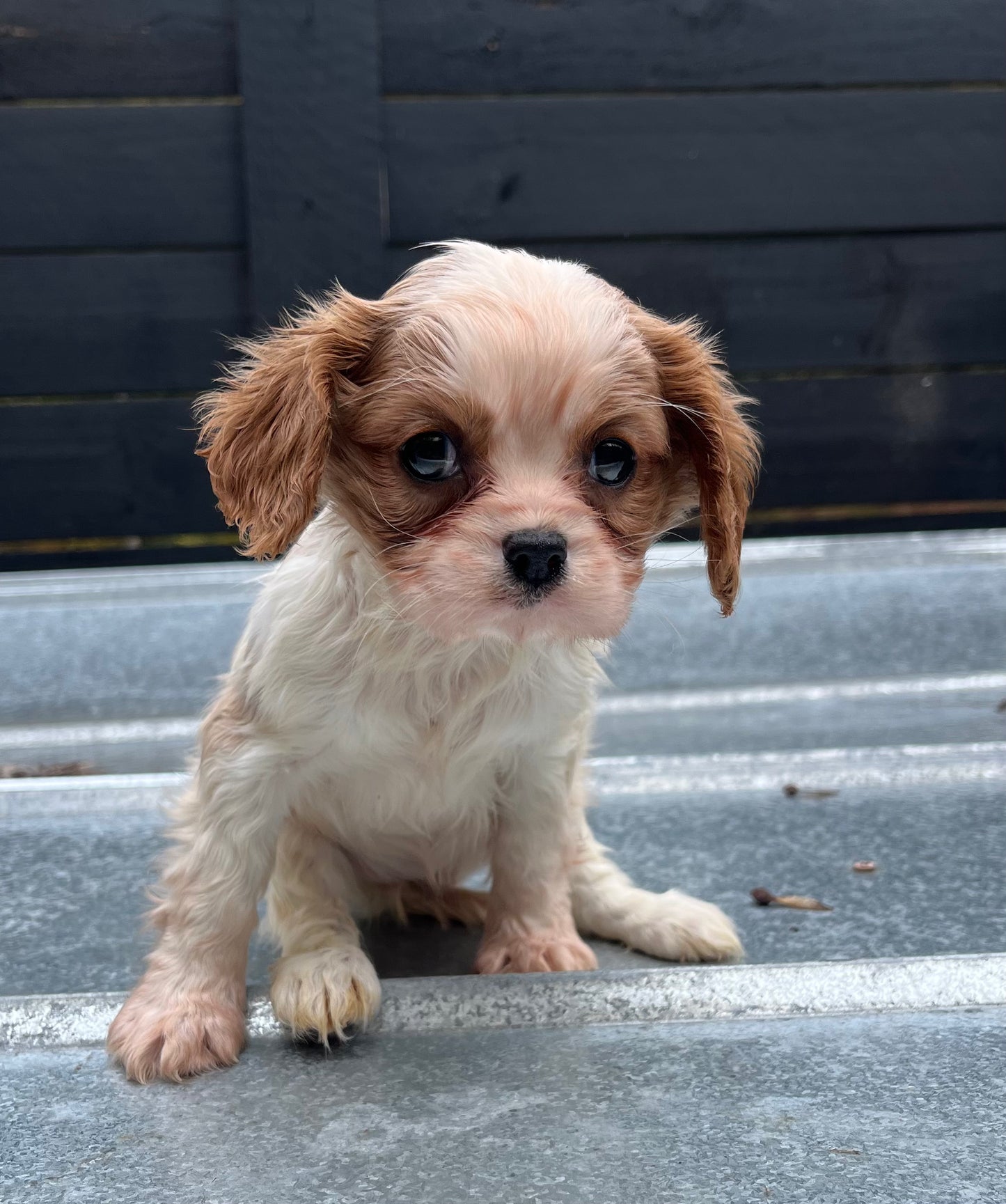 Female King Charles cavalier