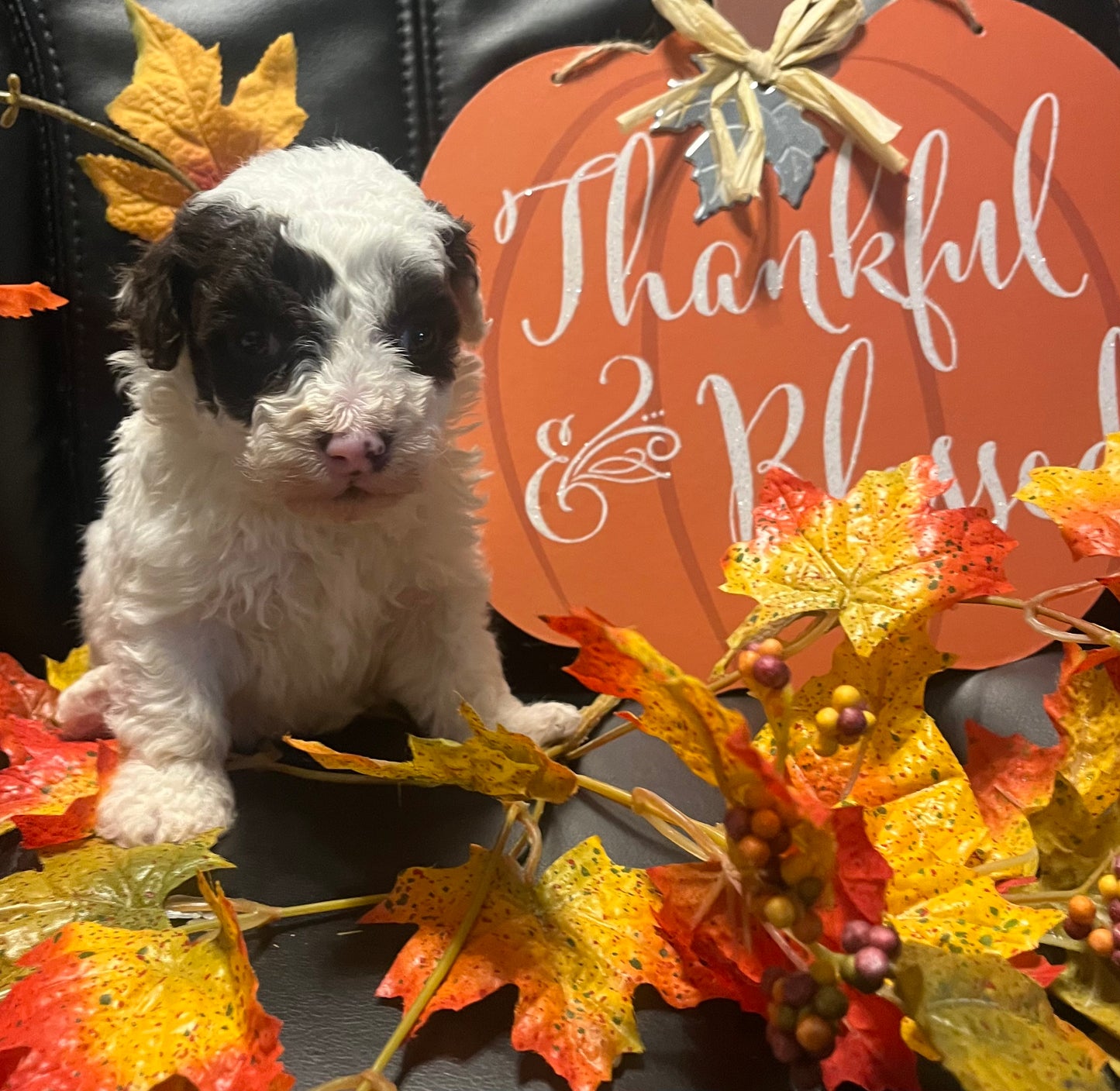 Male miniature poodle (chocolate parti)
