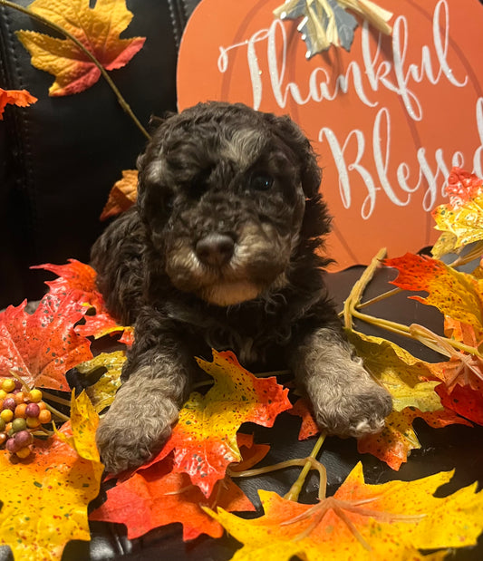 Male miniature poodle (chocolate phantom)