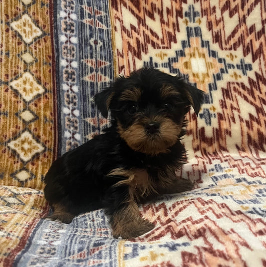 Female yorkie