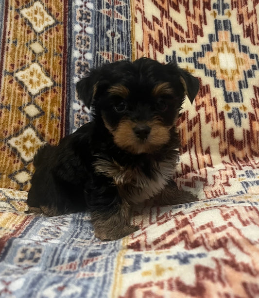Male yorkie