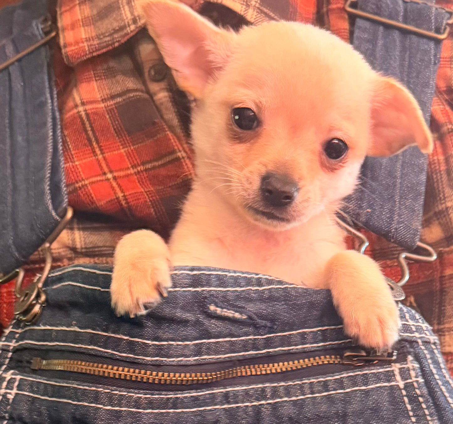 Male Tcup chihuahua