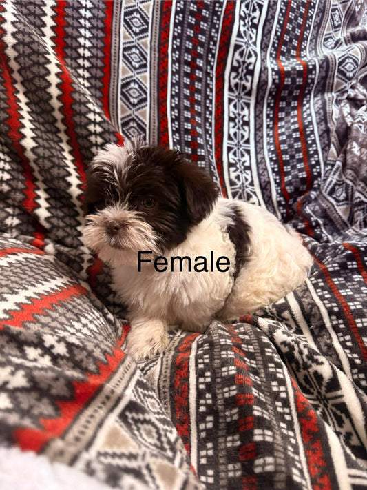 Female chocolate parti yorkie