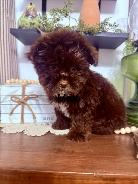 Male chocolate yorkie
