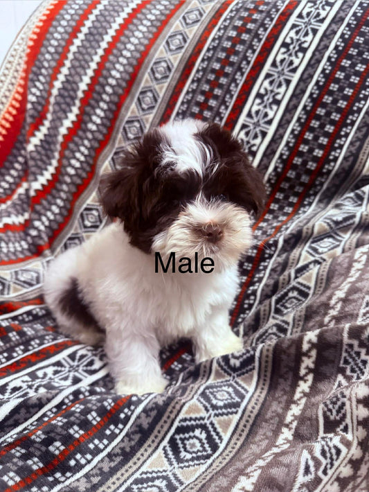 Male chocolate parti yorkie
