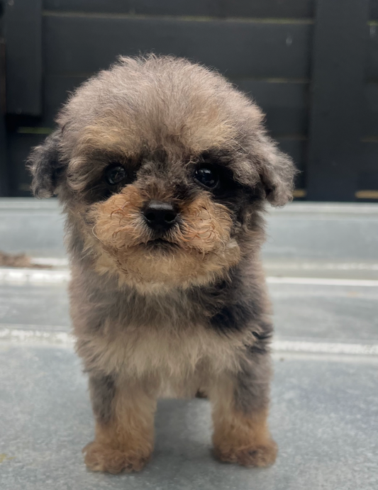 Female Merle toy poodle