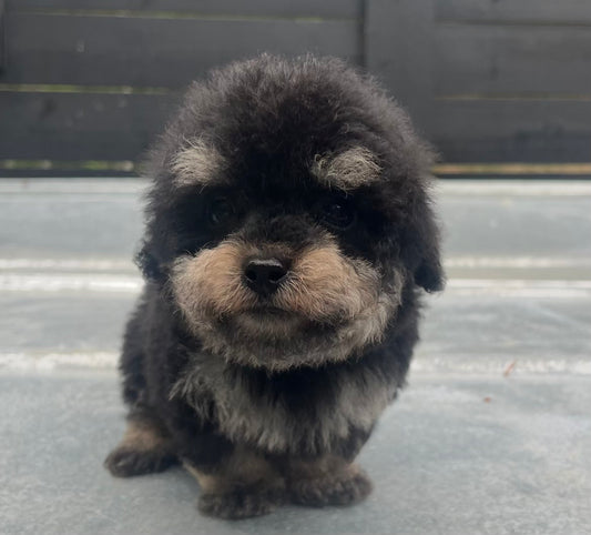 Male toy poodle