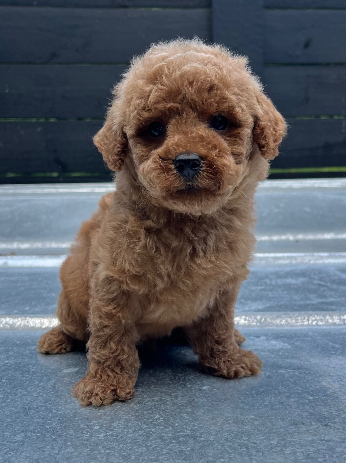 Male miniature poodle